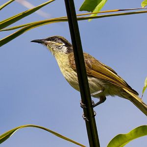 Varied Honeyeater
