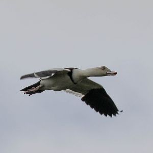 Radjah Shelduck