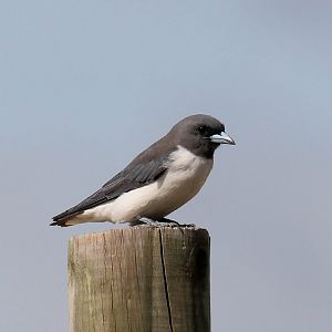 White-breasted Woodswallow
