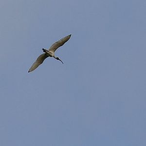 Australian White Ibis