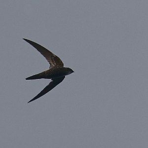 Fork-tailed Swift