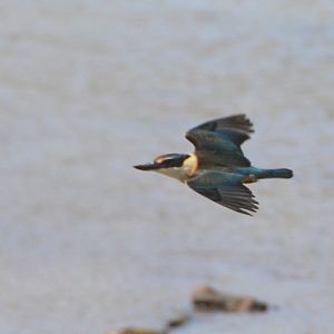 Kingfisher