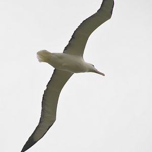 Royal albatross
