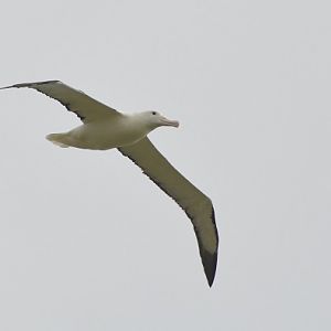 Royal albatross