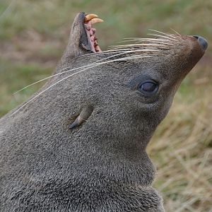 Fur seal
