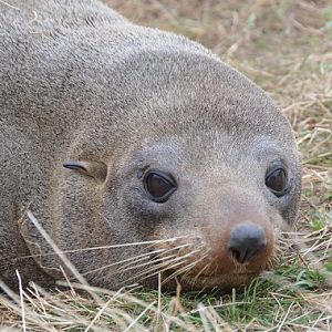 Fur seal