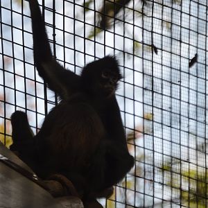 Spider Monkey subspecies ID