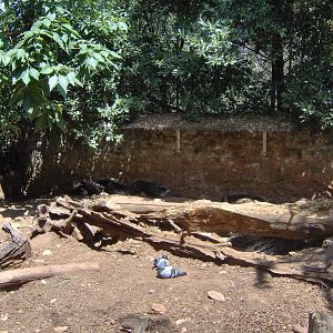 Crested Porcupines exhibit 2007