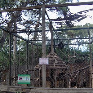Spider Monkeys exhibit 2007