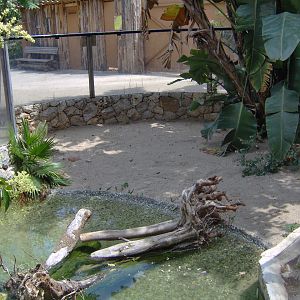 Nile Crocodiles exhibit 2007