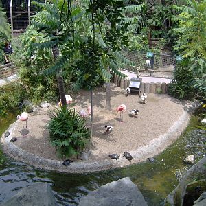 Flamingos exhibit 2007