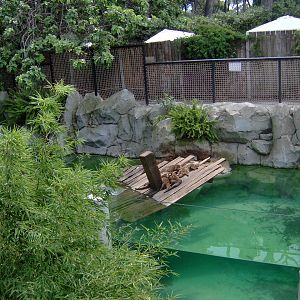 Asian Small-clawed Otters Pool 2007