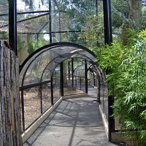 Leopards exhibit 2007