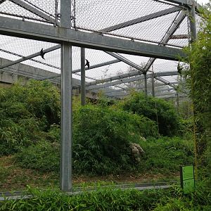 Northern White-cheeked Gibbons Exhibit