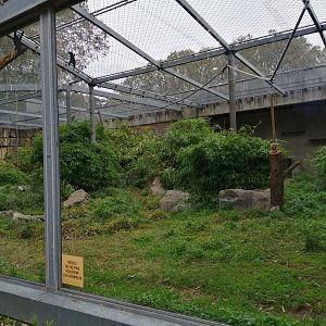 Northern White-Cheeked Gibbons Exhibit