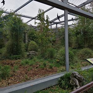 Amur Leopards exhibit