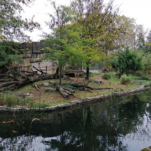 Asiatic Lions Exhibit