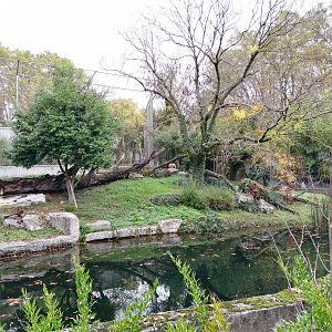 Asiatic Lions Exhibit