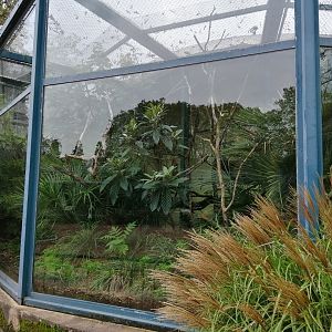 Pied Tamarins Exhibit in Old Monkeys House