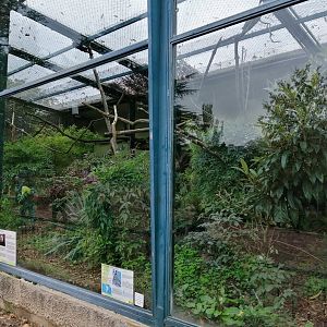 White-faced Sakis and Golden-headed Lion Tamarins Exhibit in Old Monkeys House