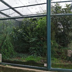 Blue-crowned Laughingthrush Exhibit in Old Monkeys House