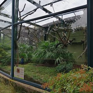 Red-bellied Lemurs Exhibit in Old Monkeys House