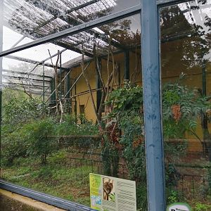 Greater Bamboo Lemurs Exhibit in Old Monkeys House