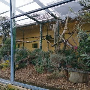 L'Hoest's Monkeys Exhibit in Old Monkeys House