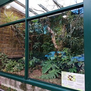 Pied Tamarins Exhibit in Old Monkeys House
