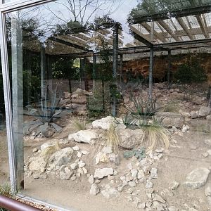 Sand Cats Exhibit arround the African Savana