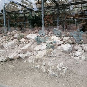 Fat Sand Rats and Lovebirds Exhibit arround the African Savana