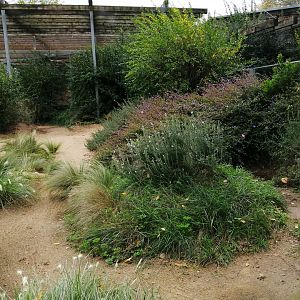 Bat-eared Fox Exhibit arround the African Savana