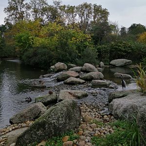 African Panorama - Birds Pond