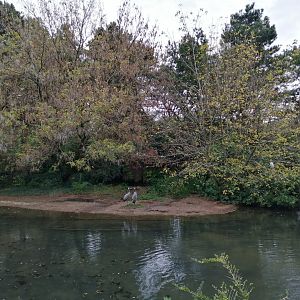 African Panorama - Lemurs Island