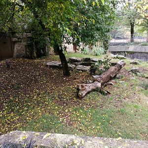 Tufted Deers exhibit
