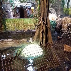 American alligator exhibit