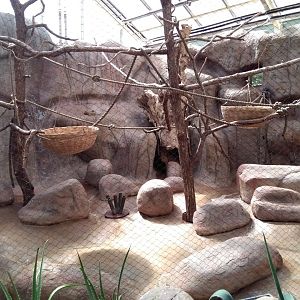 Part of indoor lemur exhibit