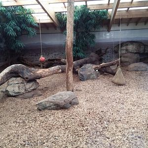 Cheetah indoor exhibit