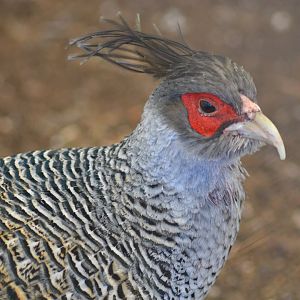 Wallich's pheasant - Catreus wallichii