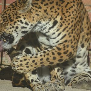 Jaguar - Panthera onca