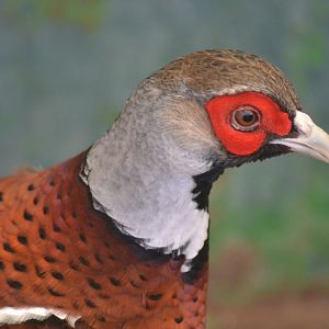 Elliot's Pheasant - Syrmaticus ellitoi
