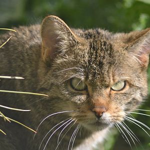 European wildcat - Felis silvestris silvestris