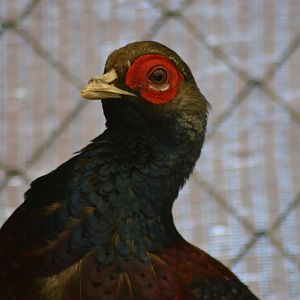 Hume's Pheasant - Syrmaticus humiae
