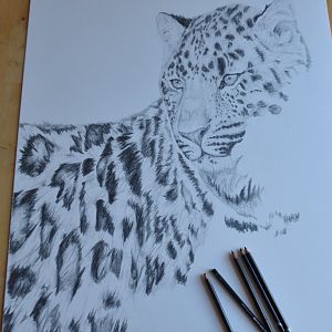A1 Drawing Amur leopard still in progress