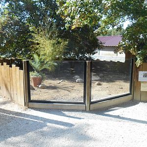 Leopard Tortoises Exhibit