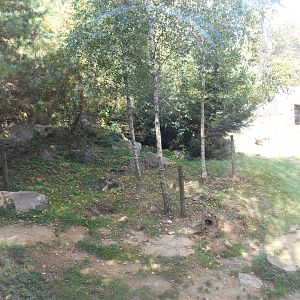 American Black Bears Exhibit