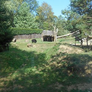 American Black Bears Exhibit