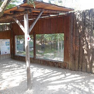 American Black Bears Exhibit