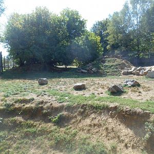 Mackenzie River Wolfs Exhibit