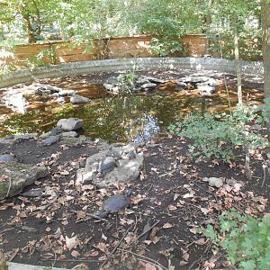 Red-eared Sliders Exhibit